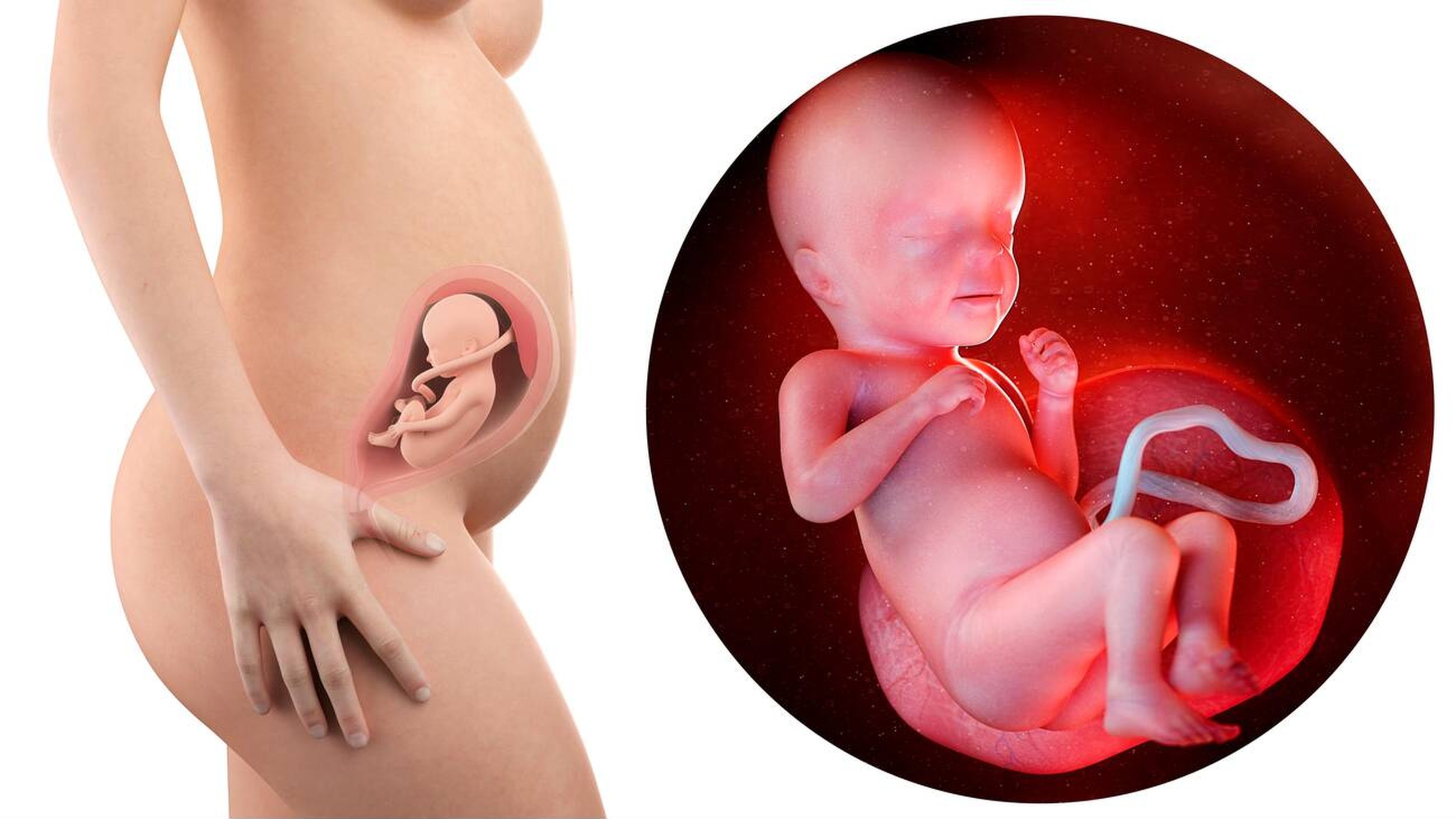 Approaching Delivery (Weeks 24-26 of pregnancy)