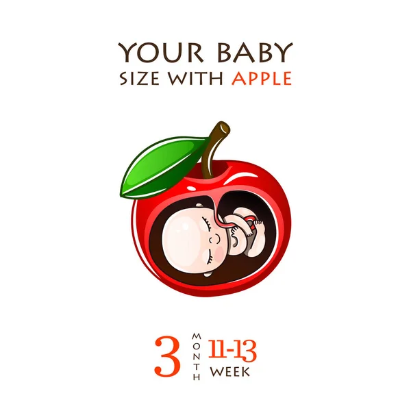 Weeks 11-13