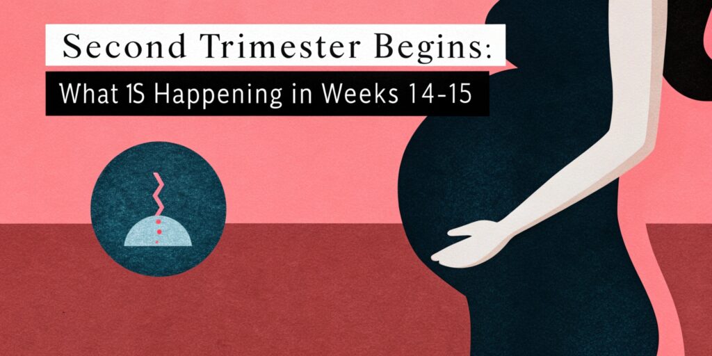 Second Trimester Begins: What’s Happening in Weeks 14-15