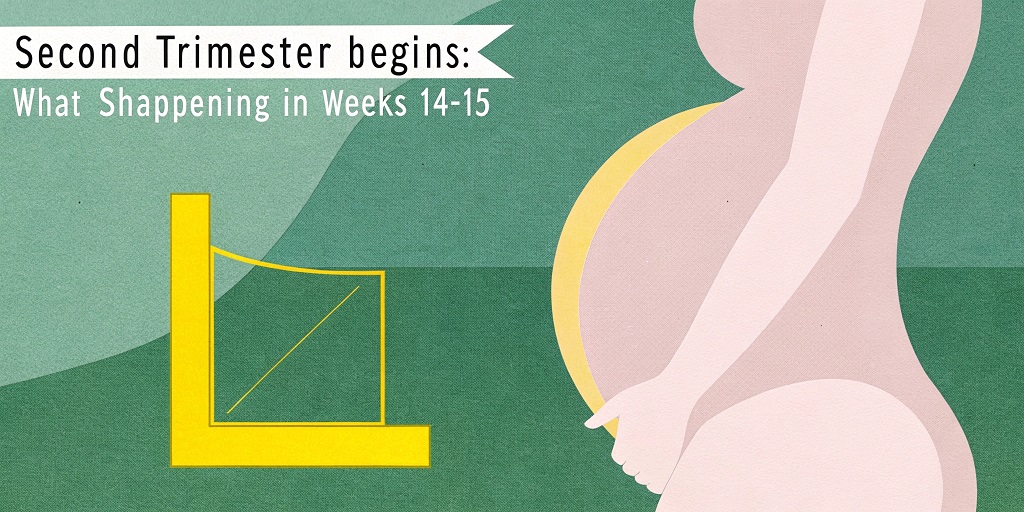 Second Trimester Begins: What’s Happening in Weeks 14-15