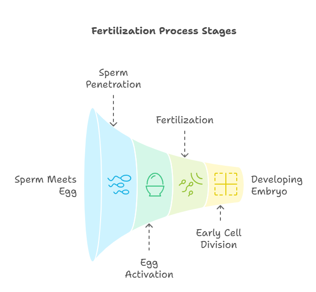 timeline of fertilization, from sperm meeting egg